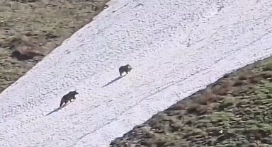 Artvin'de iki boz ayının kar üzerindeki eğlencesi görenleri gülümsetti