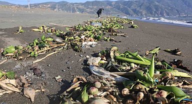 Aşırı yağışla birlikte denize sürüklenen binlerce tatlı su balığı, tuzlu suda telef oldu