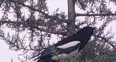 Avlanmak için ağaca çıkan kedi, kargaların hışmına uğradı