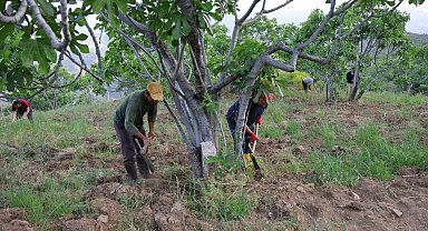 Aydın'da incir üreticisinin zorlu sezon hazırlığı başladı