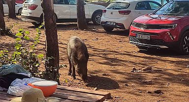 Aydın'da sıra dışı olay: Tatilci kadının çantasını yaban domuzları kaçırdı