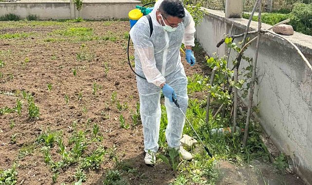 Aydıntepe'de yabancı ot mücadelesi başlatıldı
