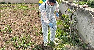 Aydıntepe'de yabancı ot mücadelesi başlatıldı