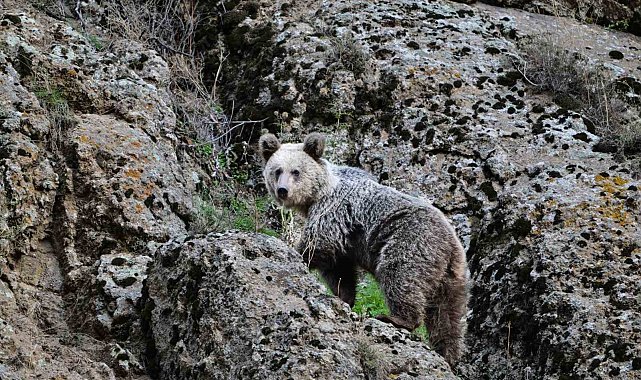 Ayı saldırısından köpekler sayesinde kurtuldu