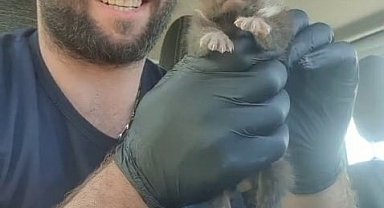 Ayı yavrusu sanılan hayvan sansar yavrusu çıktı