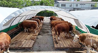 Bağcılar Belediyesi 20 bin metrekare alana kurban satış pazarı kurdu