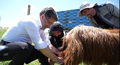 Bakan Yumaklı, süt sağan kadınlara eşlik etti, keçi sağdı