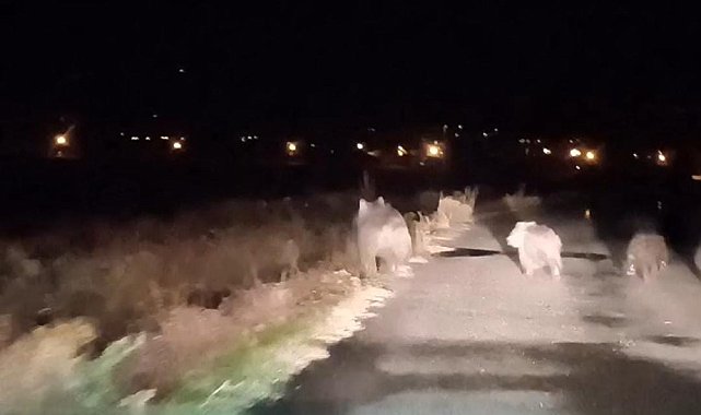 Bal avcısı ayılar ikinci kez arı kovanını saldırdı