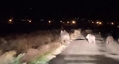 Bal avcısı ayılar ikinci kez arı kovanını saldırdı