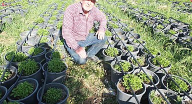 Balıkesir Burhaniye'yi Fide Üretim Merkezi haline getirdi