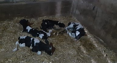 Balıkesir'de nadir görülen olay: İnek 5 buzağı doğurdu