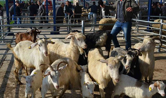 Balıkesir'de şap alarmı: 15 mahalle karantinaya alındı