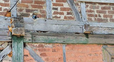 Bartın'da sincap eve yuva yaptı