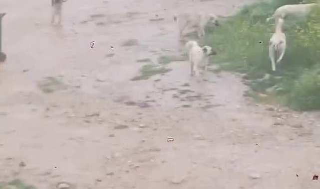 Başıboş köpek sürücü çocuğu kovaladı: O anlar kamerada