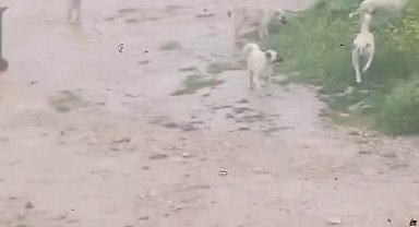 Başıboş köpek sürücü çocuğu kovaladı: O anlar kamerada