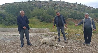 Başıboş köpekler buzağıyı parçaladı, sahiplerine saldırdı