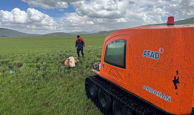Bataklığa saplanan inek böyle kurtarıldı