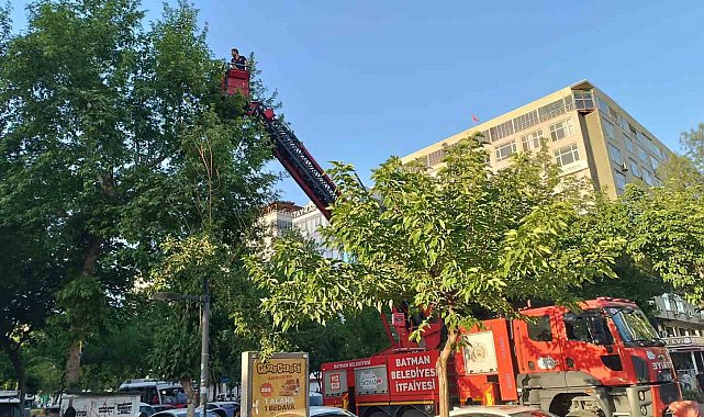 Batman'da ağaçtan düşen yavru kargalar itfaiye ekiplerince yuvaya bırakıldı