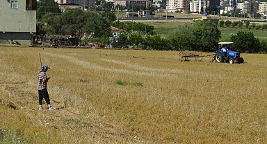 Batman'da mercimek hasadı