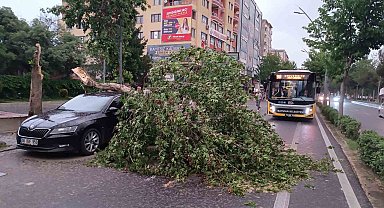 Batman'da şiddetli rüzgarın devirdiği ağaç park halindeki aracın üzerine düştü