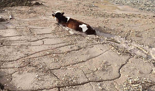 Bayburt Group İnşaat firmasının döktüğü beton yığınına, kurbanlık düve saplandı