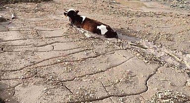 Bayburt Group İnşaat firmasının döktüğü beton yığınına, kurbanlık düve saplandı