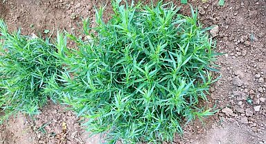 Bayburt tarhununa tescilli coğrafi işaret belgesi verildi