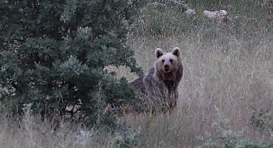 Bayburt'ta bir bozayı yiyecek bulamayınca etrafa saldırdı: Aç ayı köy camisinin yemekhanesini ve çay ocağını dağıttı