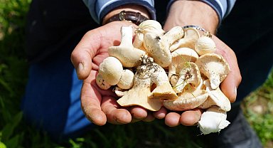 Bayburt'ta protein deposu mantarın ve bin bir derde deva çaşır otunun zorlu mesaisi