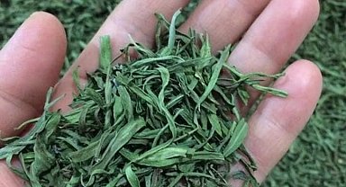Bayburt'ta yüzde 70 devlet katkılı 'Tarhun' fidesi dağıtılacak