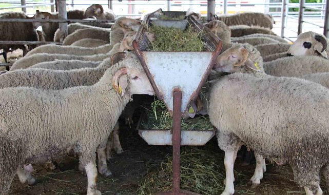Bayrama günler kala hayvan pazarında sessizlik: "Alıcı da satıcı da kararsız"