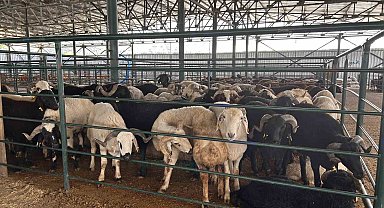 Bayrama sayılı günler kala kurban pazarında satışlar beklenenin altında kaldı