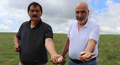 Bedava protein, doğadan elleriyle tek tek topluyorlar