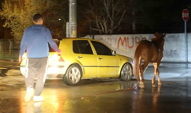 Belediyeden başıboş at ihbarı yapan vatandaşa "Atı bağlayın, biz sabah ekip göndeririz" cevabı