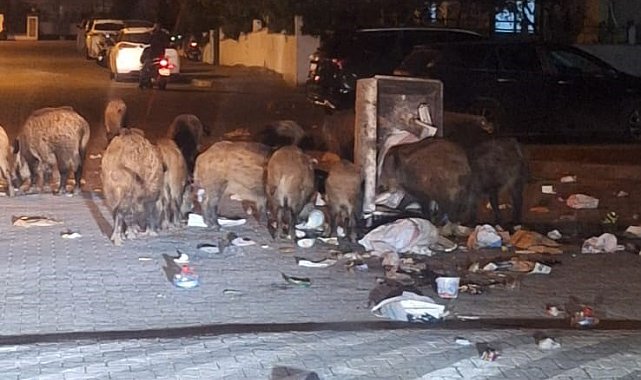 Belediyenin çöpleri zamanında toplamadığı Marmaris'te yaban domuzu istilası yaşanıyor