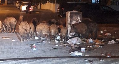 Belediyenin çöpleri zamanında toplamadığı Marmaris'te yaban domuzu istilası yaşanıyor