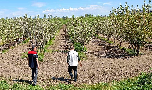 Beyşehir'de meyve bahçeleri hastalık ve zararlılara karşı yakından takip ediliyor