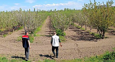 Beyşehir'de meyve bahçeleri hastalık ve zararlılara karşı yakından takip ediliyor
