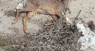 Bilecik'te aracın çarptığı karaca telef oldu