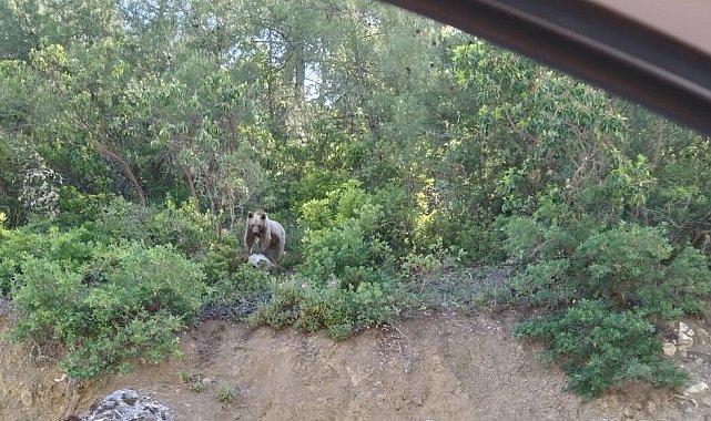 Bilecik'te rahat tavırlarıyla sürücüleri şaşırtan ayı
