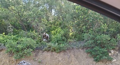 Bilecik'te rahat tavırlarıyla sürücüleri şaşırtan ayı