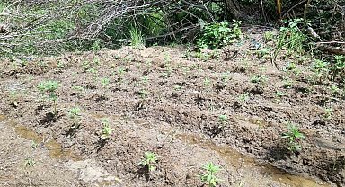 Bingöl'de 330 kök kenevir ele geçirildi