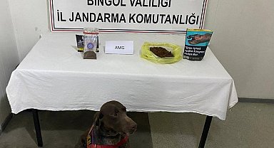 Bingöl'de yolcunun üzerinden bonzai çıktı