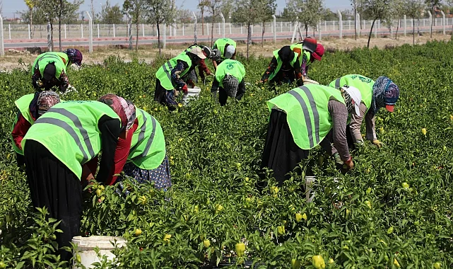 Binlerce yıllık Ata tohumları Karatay'da hayat buluyor