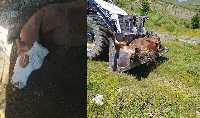 Bir annenin süt İneği için gözyaşları: "Çocuklarımı nasıl okutacağım?"