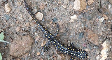 Bitlis'te benekli semenderler sürü halinde görüntülendi