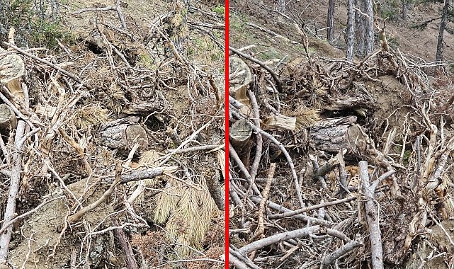Bolu'da nesli tehdit altındaki vaşak ve yavruları görüntülendi