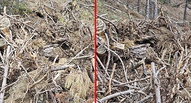 Bolu'da nesli tehdit altındaki vaşak ve yavruları görüntülendi