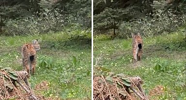 Bolu'da, nesli tükenmekte olan vaşak görüntülendi