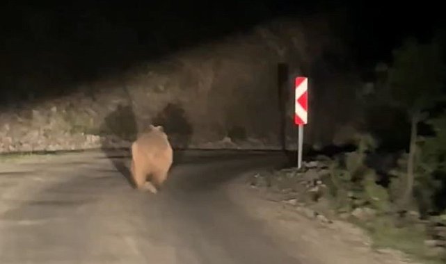 Bolu'da otomobil gören ayı korkup böyle kaçtı
